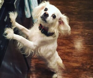 Samll image of Eskimoe Cocker