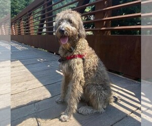 Anadoodle puppies for sale and Anadoodle dogs for adoption