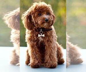 Cavapoo Miniature mix (+ Cavalier King Charles Spaniel) puppies for sale and Cavapoo Miniature mix (+ Cavalier King Charles Spaniel) dogs for adoption