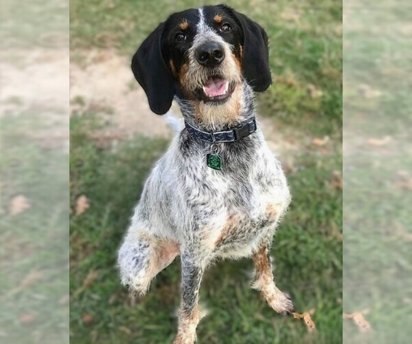 Medium Photo #1 Bluetickoodle Dog Breed