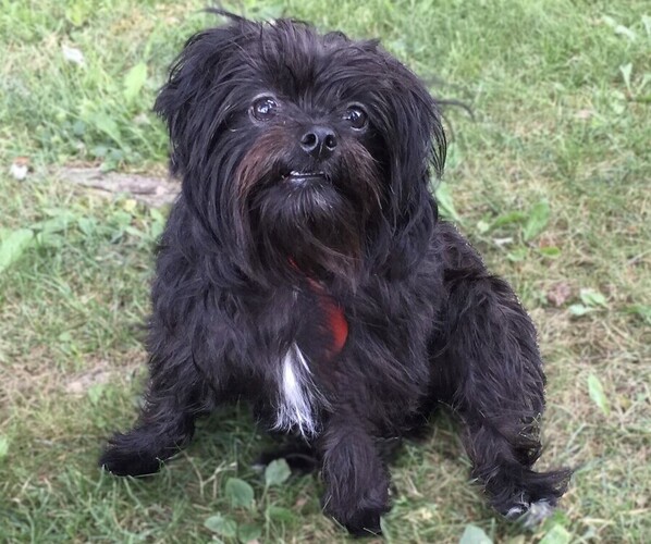 Medium Photo #1 Maltese Griffon Dog Breed