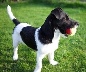 Patterjack puppies for sale and Patterjack dogs for adoption
