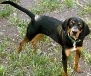 Small #6 Breed Black and Tan Coonhound image