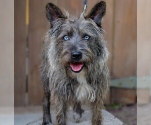 Image of Cairn Aussie breed