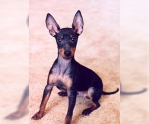 Manchester Terrier (Toy) puppies for sale and Manchester Terrier (Toy) dogs for adoption