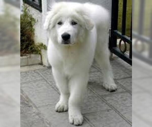 Full screen Photo #3 Great Pyrenees Dog Breed