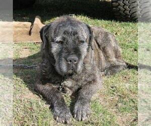 Image of Irish Mastiff breed