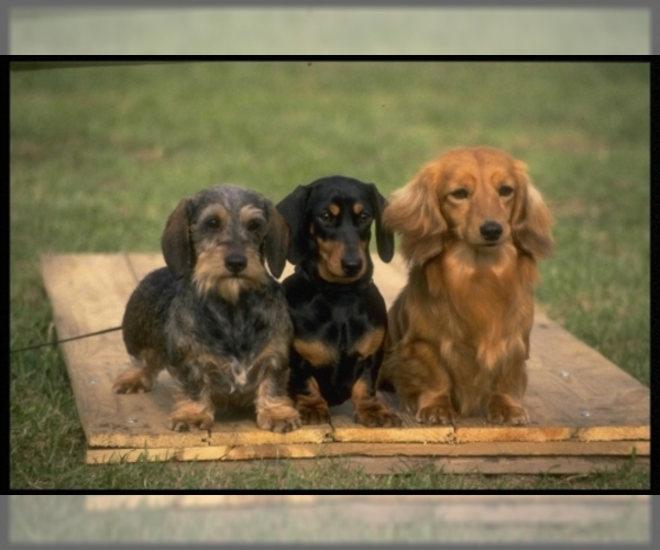 Medium Photo #2 Dachshund Dog Breed