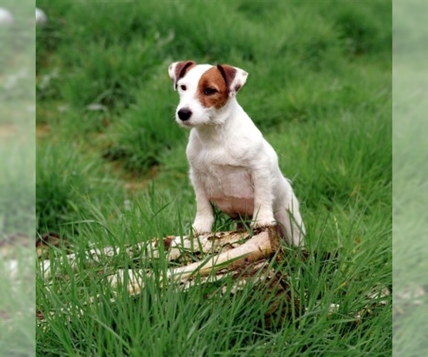 Medium Photo #1 Parson Russell Terrier Dog Breed