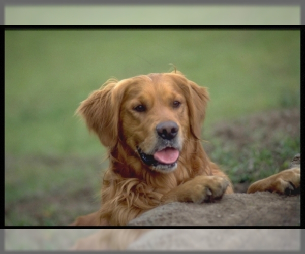 Image of Golden Retriever Breed