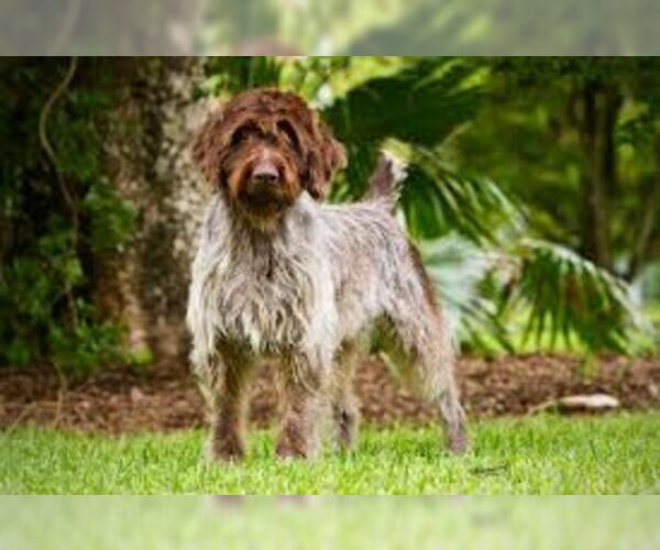 Medium Photo #8 Wirehaired Pointing Griffon Dog Breed