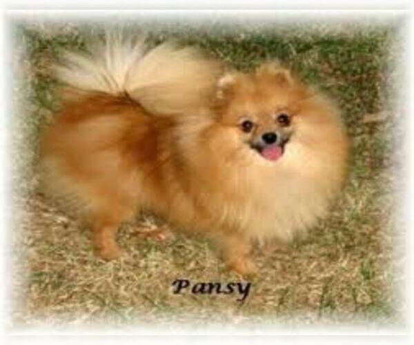 Medium Photo #2 Pomeranian Dog Breed