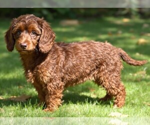 Doxiepoo (Toy) puppies for sale and Doxiepoo (Toy) dogs for adoption