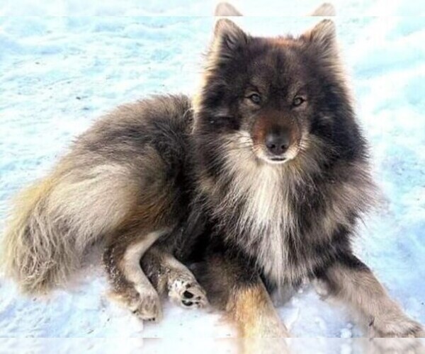 Medium Photo #1 Nenets Herding Laika Dog Breed