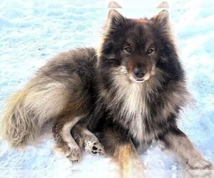 Image of Nenets Herding Laika breed