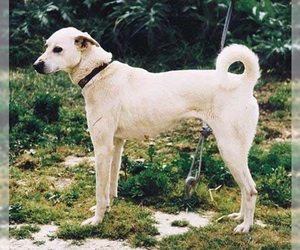 Image of Cretan Hound breed