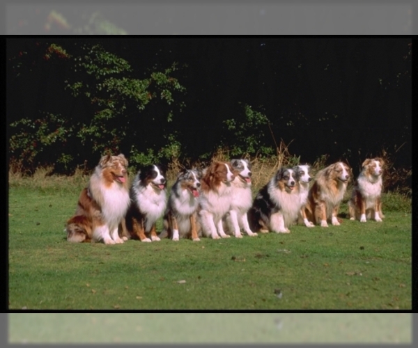 Miniature Australian Shepherd Dog Breed Image