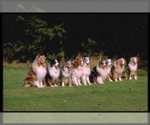 Small Photo #1 Miniature Australian Shepherd Dog Breed