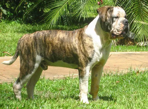 Samll image of Campeiro Bulldog