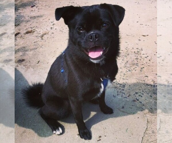 Medium Photo #1 Collie-Pug Dog Breed