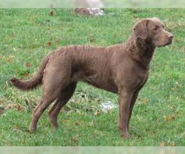 Medium Photo #2 Chesapeake Bay Retriever Dog Breed