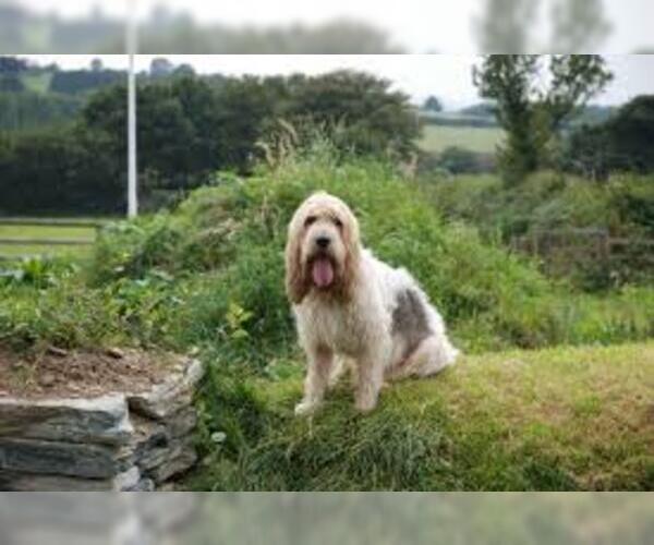 Medium Photo #2 Petit Basset Griffon Vendeen Dog Breed