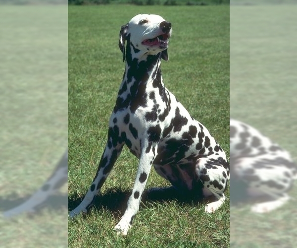 Dalmatian Dog Breed Image