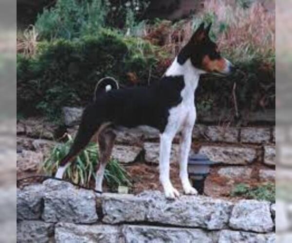Medium Photo #5 Basenji Dog Breed