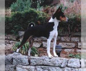 Small #4 Breed Basenji image