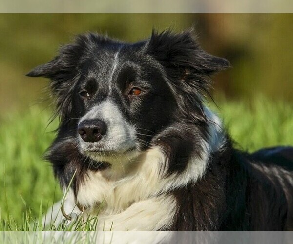 Medium Photo #1 Border Saint Dog Breed