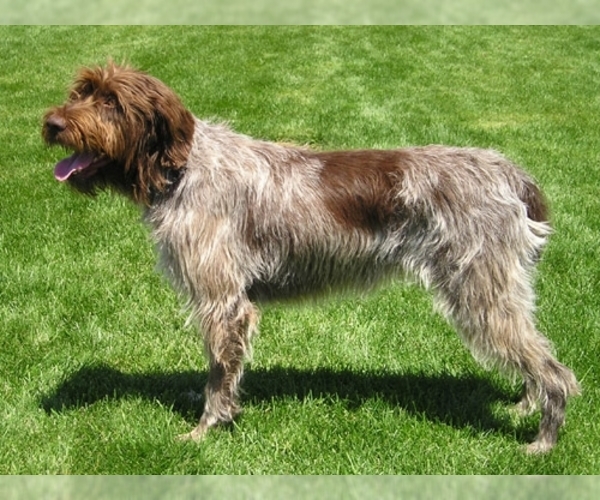 Medium Photo #1 Wirehaired Pointing Griffon Dog Breed