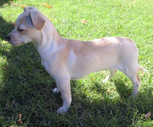 Medium Photo #1 Jack-A-Ranian Dog Breed