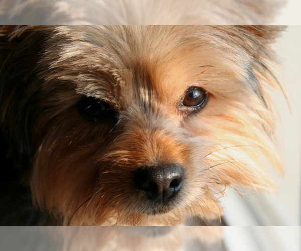 Medium Photo #4 Chorkie Dog Breed