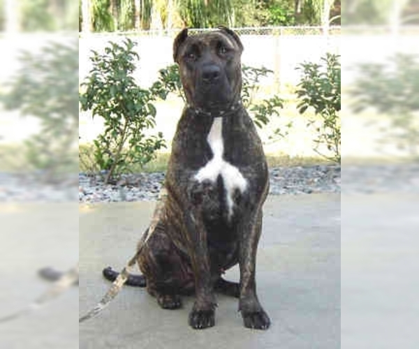 Presa Canario