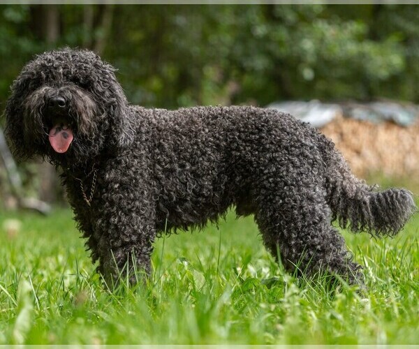 Medium Photo #1 Barbet Dog Breed