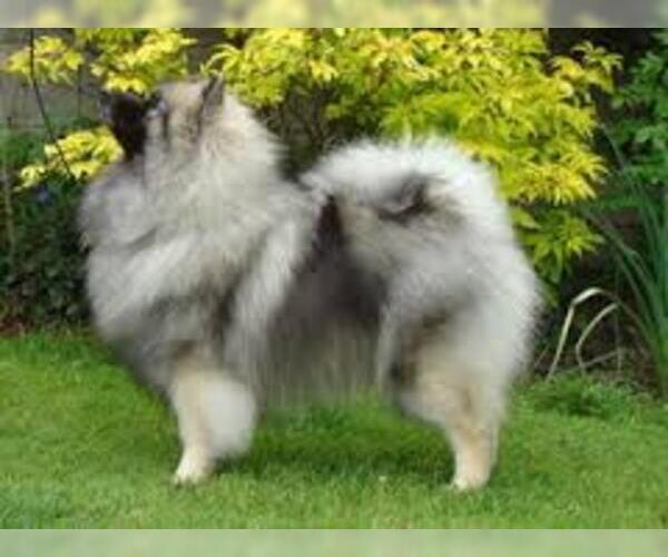 Medium Photo #4 Keeshond Dog Breed