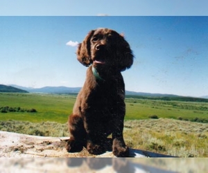 Image of German Longhaired Pointer breed