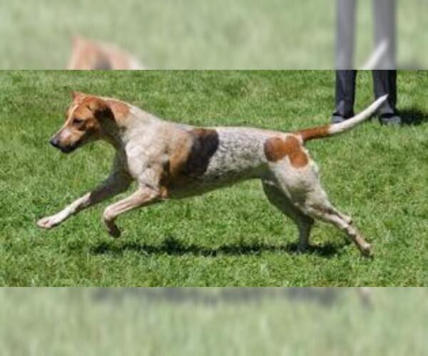 Medium Photo #2 English Foxhound Dog Breed