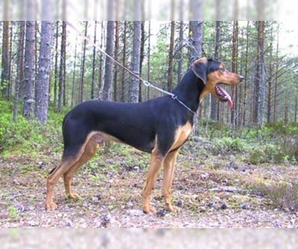 Image of Hellenic Hound Breed
