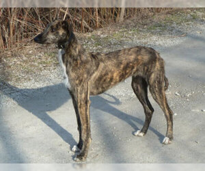 Small Photo #3 American Staghound Dog Breed