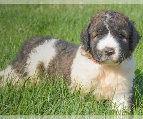 Image (Saint Berdoodle)