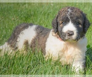 Samll image of Saint Berdoodle