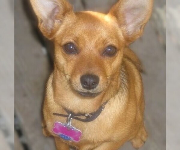 Medium Photo #1 Pineranian Dog Breed