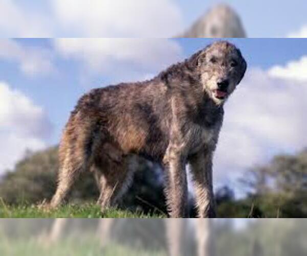 Medium Photo #5 Irish Wolfhound Dog Breed