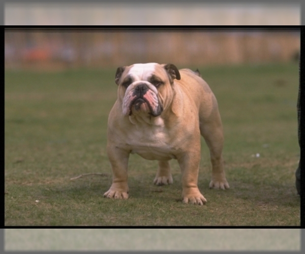 Bulldog Dog Breed Image