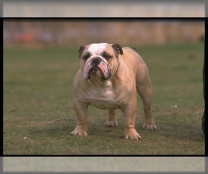 Image of Bulldog breed