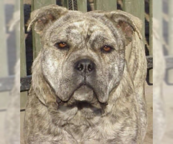 Full screen Photo #1 Ca de Bou (Majorca Mastiff) Dog Breed