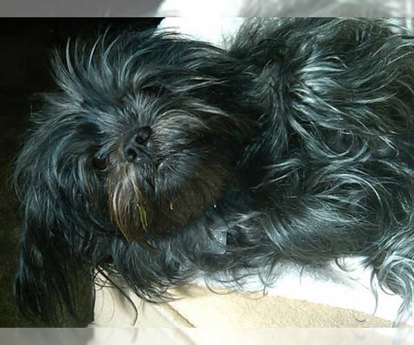 Medium Photo #10 Affenpinscher Dog Breed