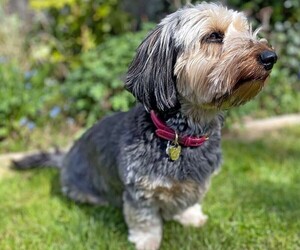 Image of Dorkie breed