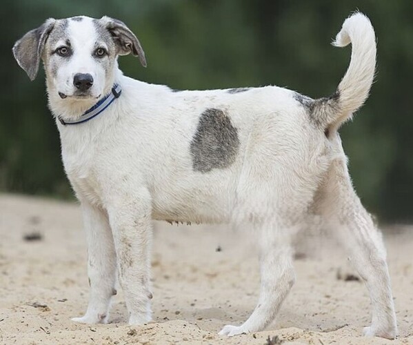 Medium Photo #1 Alaskan Beagle Malum Dog Breed